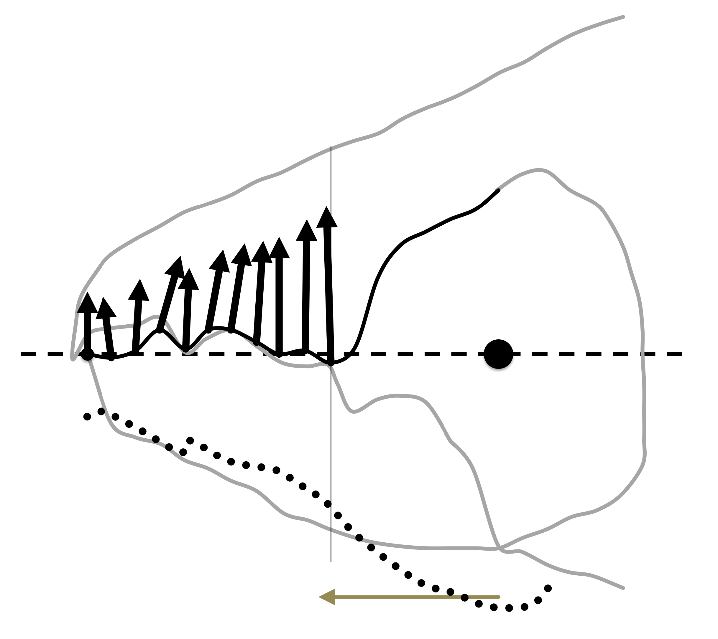 Variation in the trophic morphology of Astigmatid mites