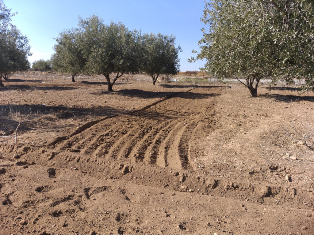 Experiment 2021-Agroforestry -SETIF.Sowing 2