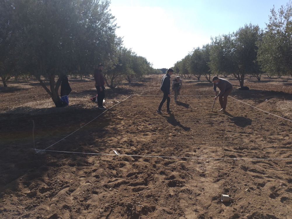 Experiment 2021-Agroforestry. SETIF.Sowing 1