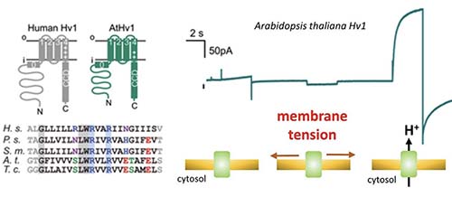 Proton channels finally identified in plants