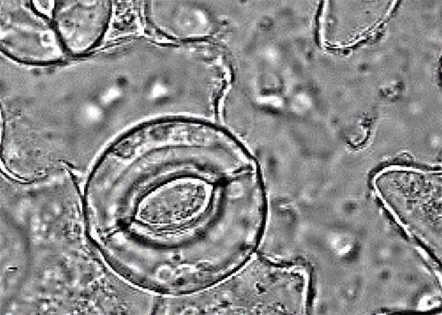La valse des ions, moteur de l’absorption du CO2 par les plantes
