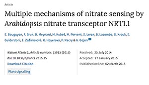 Les stratégies des plantes pour optimiser l’utilisation des nitrates