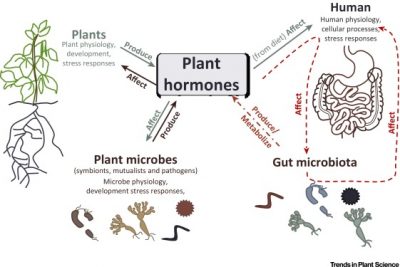 How humans and their gut microbes may respond to plant hormones