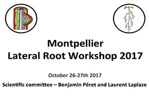 Lateral Root Workshop