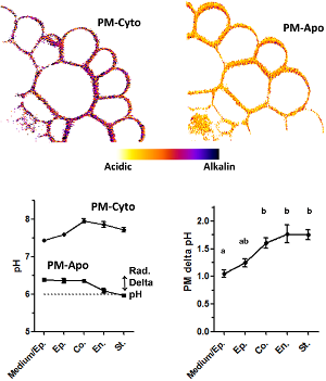 PNAS – Uncovering pH at both sides of the root plasma membrane interface using noninvasive imaging