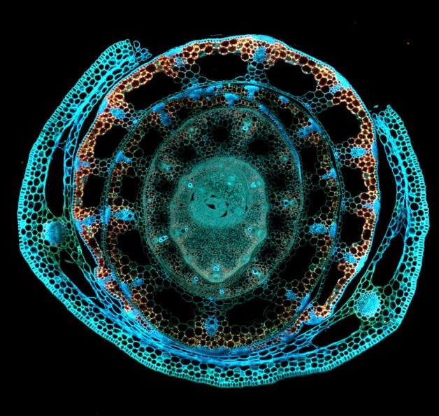 Rencontres « Science-to-Business » – Le végétal comme vous ne l’avez jamais vu