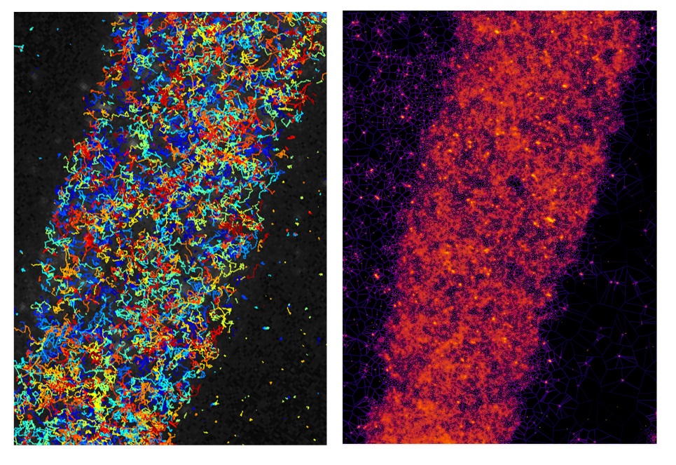 Developmental control of plant Rho GTPase nano-organization by the lipid phosphatidylserine
