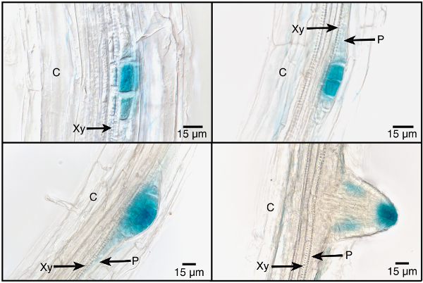 Unique features of the grapevine VvK5.1 channel support novel functions for outward K+ channels in plants