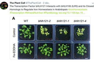 The Transcription Factor bHLH121 Interacts with bHLH105 (ILR3) and its Closest Homologs to Regulate Iron Homeostasis in Arabidopsis