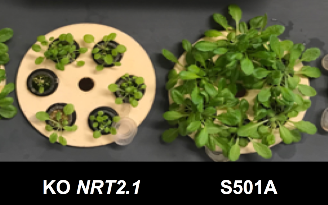 NRT2.1 C‐terminus phosphorylation prevents root high affinity nitrate uptake activity in Arabidopsis thaliana