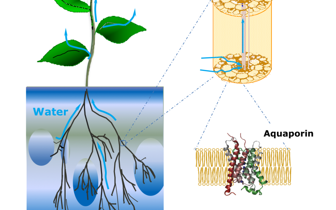 Root architecture and hydraulics converge for acclimation to changing water availability