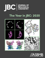 The plastidial Arabidopsis thaliana NFU1 protein binds and delivers [4Fe-4S] clusters to specific client proteins