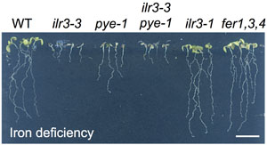 Transcriptional integration of the responses to iron availability in Arabidopsis by the bHLH factor ILR3