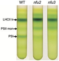 Iron–sulfur protein NFU2 is required for branched-chain amino acid synthesis in Arabidopsis roots