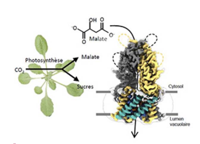 Découverte d’un mécanisme d’accumulation du carbone chez les plantes
